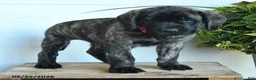 English Mastiff dogs for sale: Cassandra - Ad 2