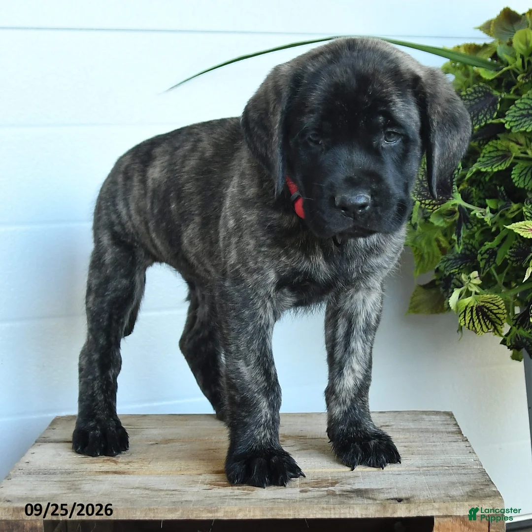 English Mastiff dogs for sale: Cassandra - Ad 2