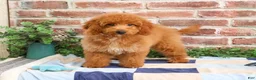 Mini Goldendoodle dogs for sale: Tortellini - Ad 3