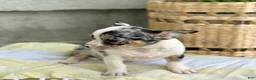 Chihuahua dogs for sale: Rocket - Ad 7