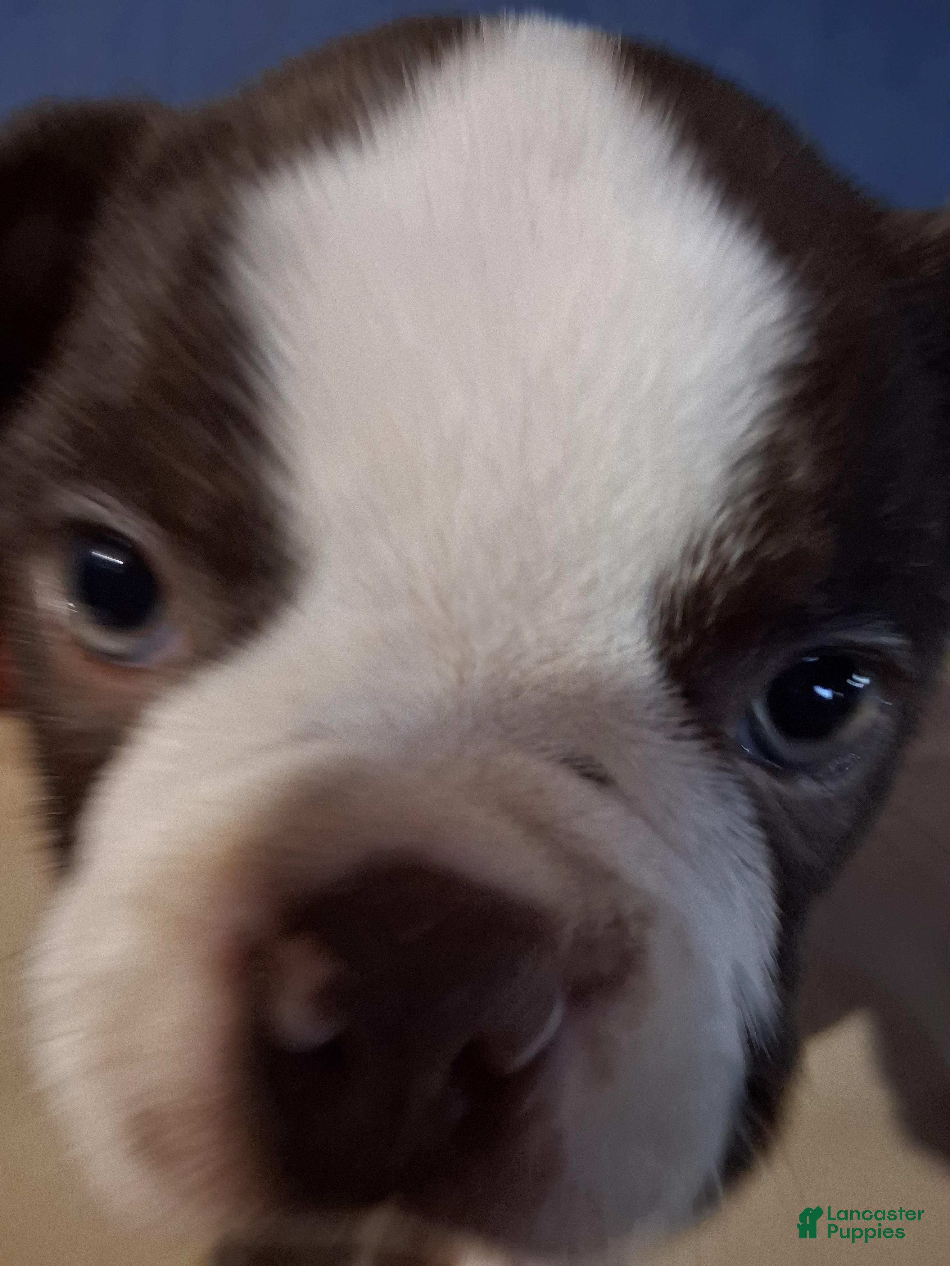Boston Terrier dogs for sale: Ira - Ad 2