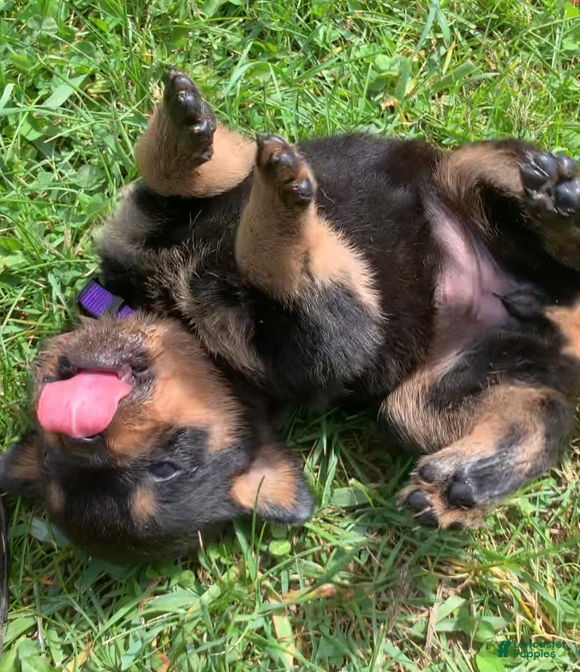 Rottweiler dogs Purple Female - Ad 4