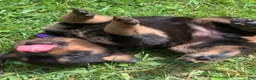 Rottweiler dogs for sale: Purple Female - Ad 1