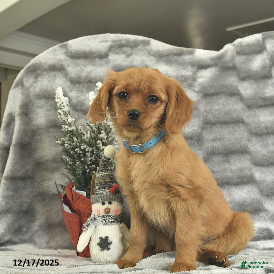 Miniature Golden Retriever dogs for sale: Roxy  - Ad 3
