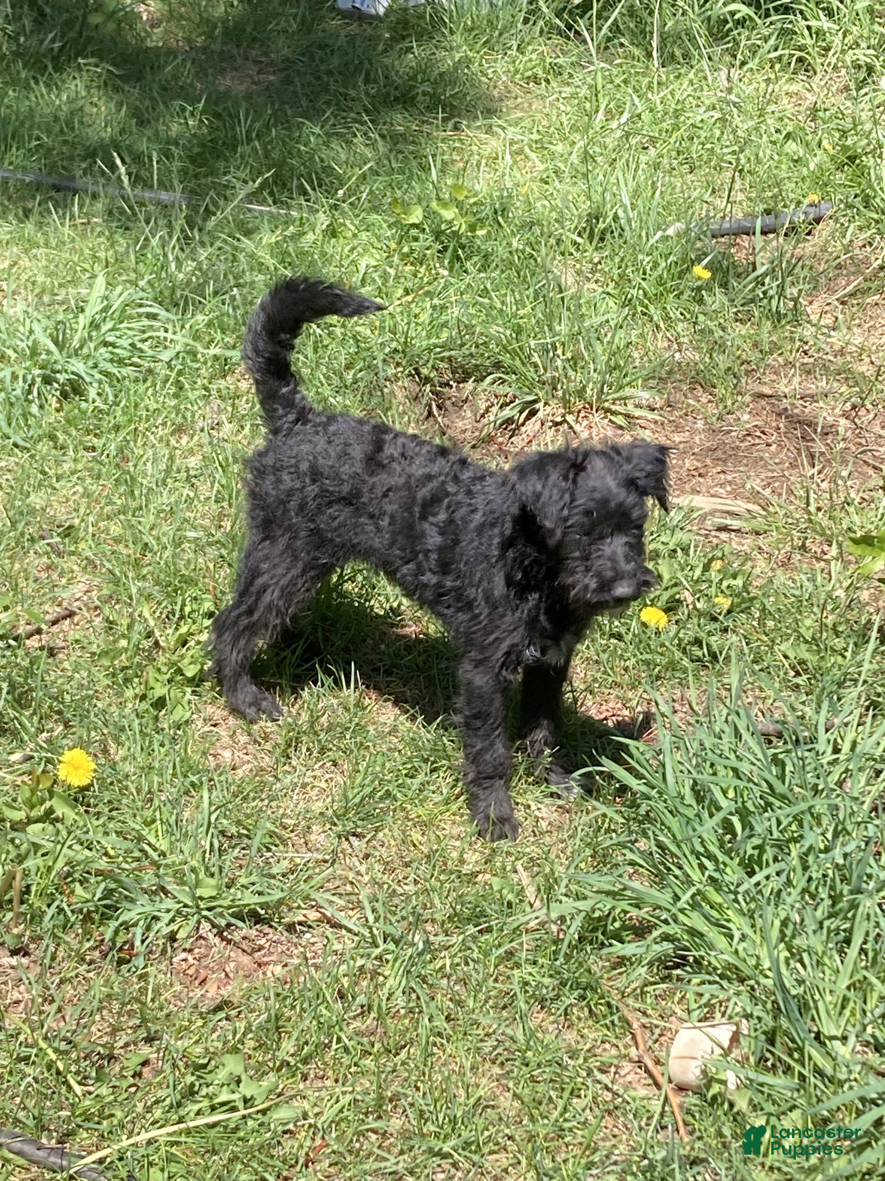 Bordoodle dogs Bordoodle Puppy Sadie - Ad 2