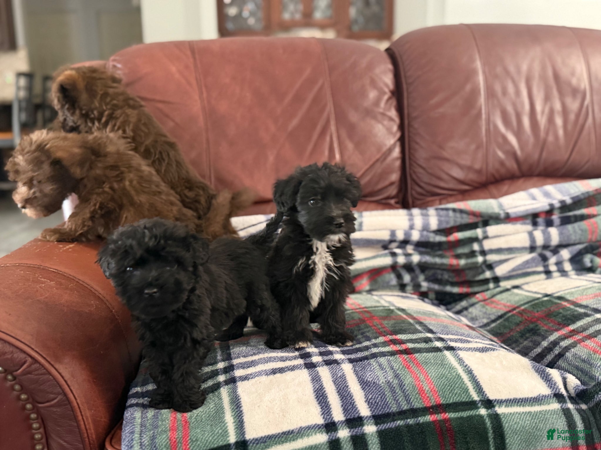 Whoodle dogs for sale: Whoodle Puppy 3 - Ad 1