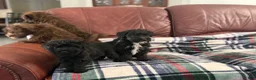 Whoodle dogs for sale: Whoodle Puppy 3 - Ad 1