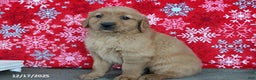Golden Retriever dogs for sale: Blitz  - Ad 2