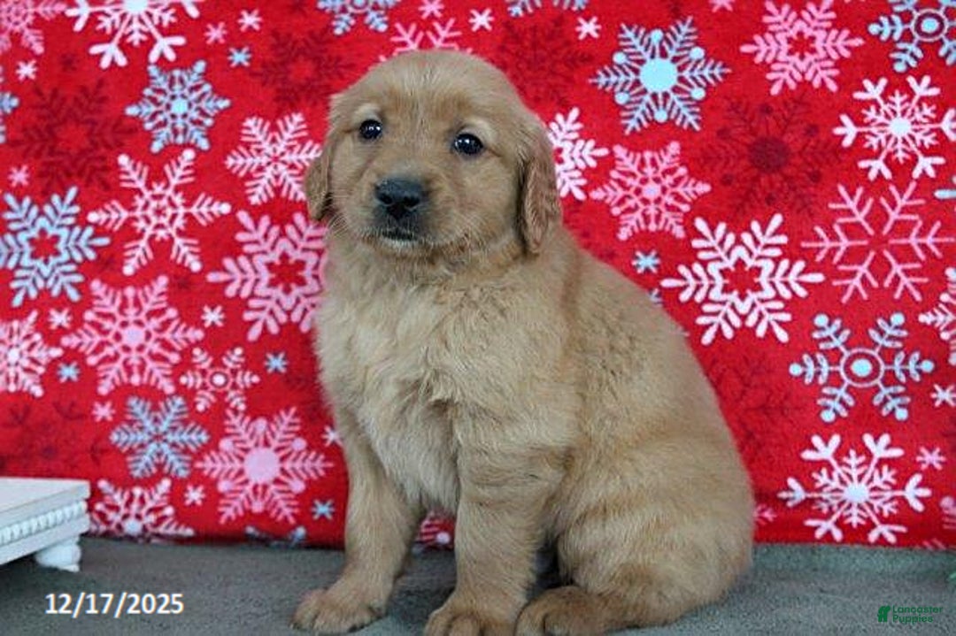 Golden Retriever dogs for sale: Blitz  - Ad 2
