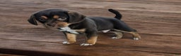 Puggle dogs for sale: Snickers - Ad 2