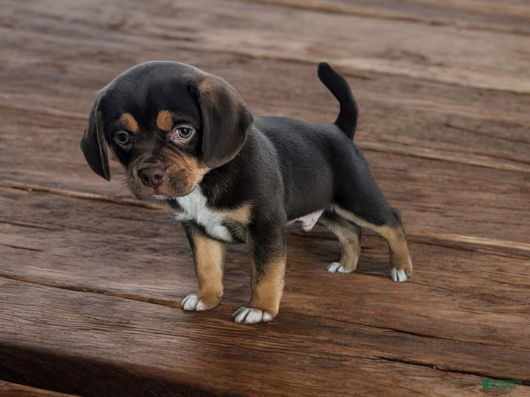Puggle dogs for sale: Snickers - Ad 2