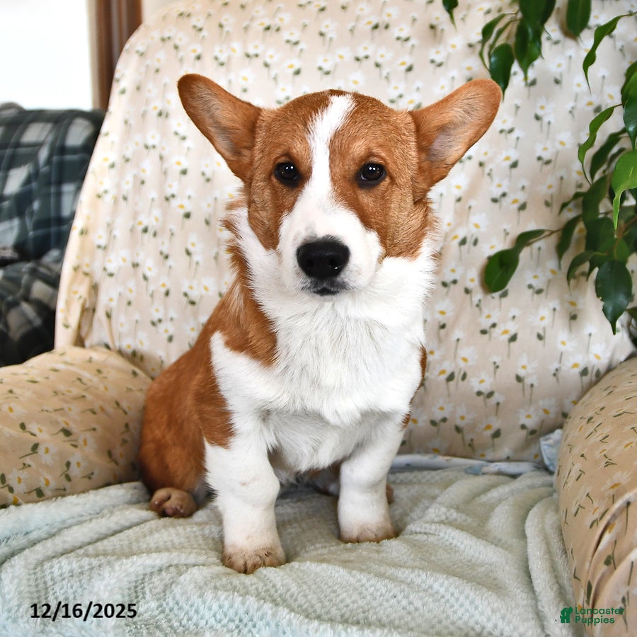 Welsh Corgi Pembroke dogs Nugget - Ad 6