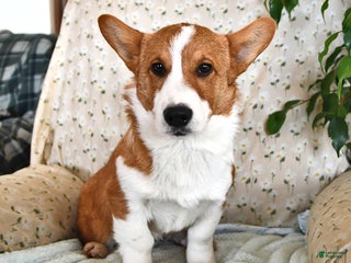 Welsh Corgi Pembroke dogs Nugget - Ad 29