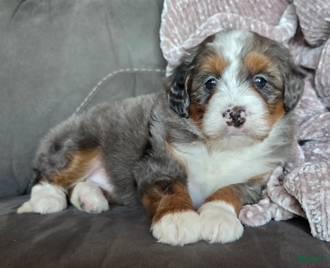 Mini Bernedoodle dogs for sale: Mini Sophie - Ad 7