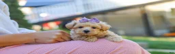 Maltipoo dogs for sale: Wren - Ad 7