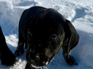 Mixed Breed dogs Black - Ad 23