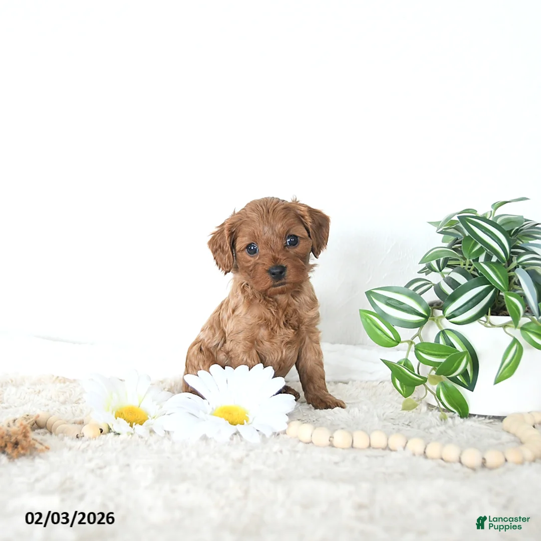 Cavapoo dogs for sale: Baxter EXTRA SMALL - Ad 4