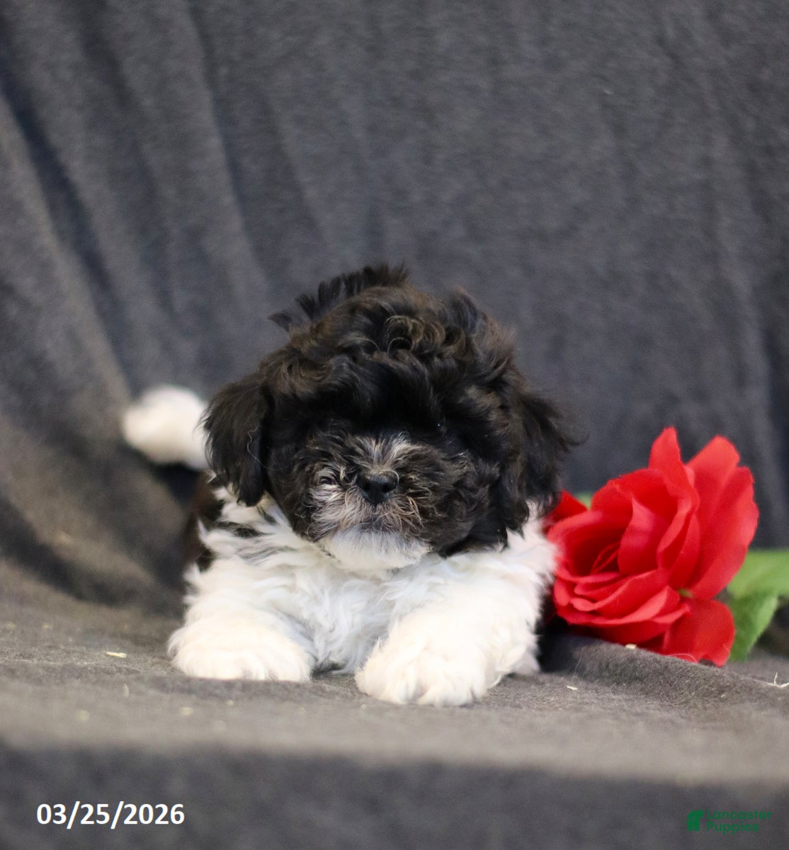 Teddy Bear dogs Nick  - Ad 2