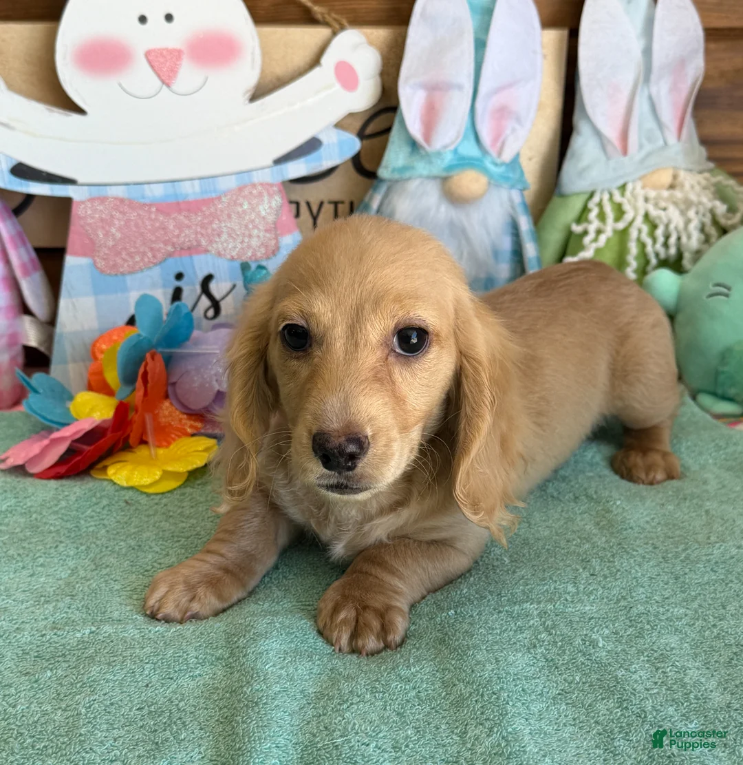 Dachshund dogs for sale: Tawny - Ad 1