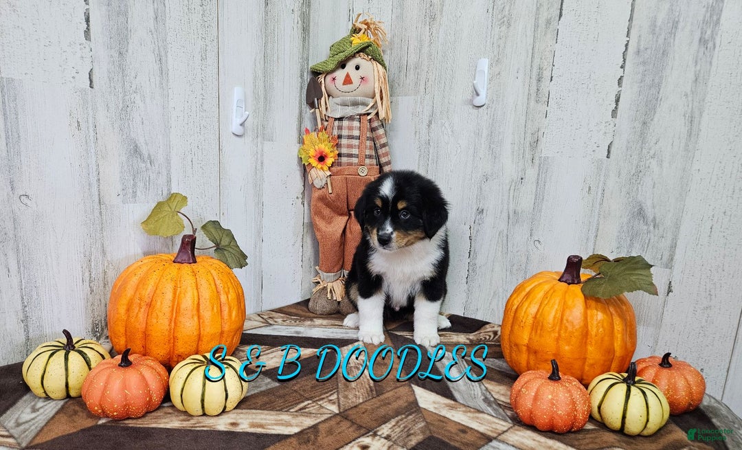 Miniature Australian Shepherd dogs for sale: GreenArrow - Ad 4