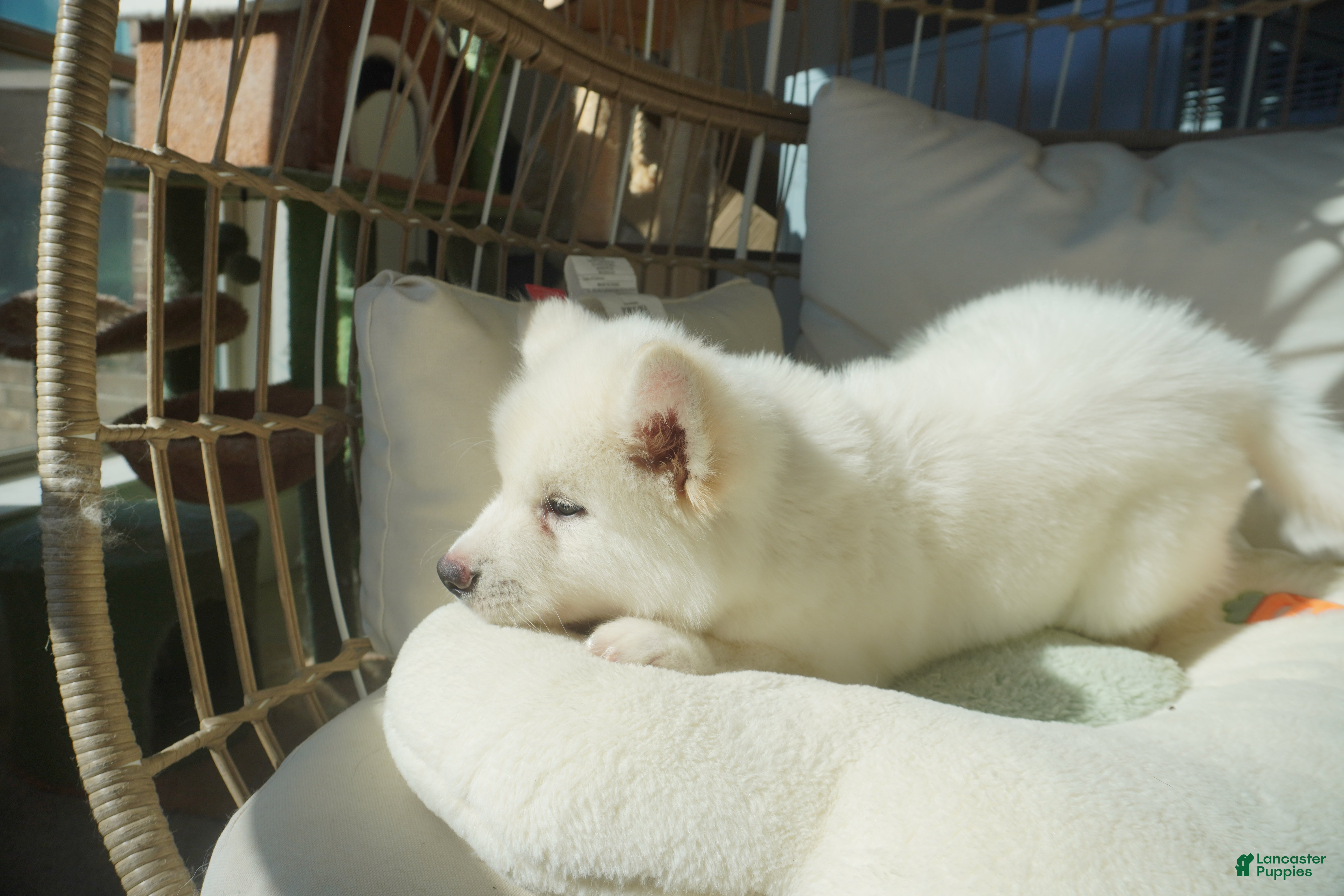 Alaskan Malamute dogs Coconut - Ad 9