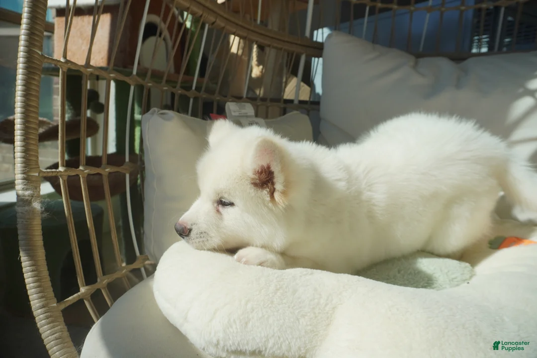 Alaskan Malamute dogs for sale: Coconut - Ad 1