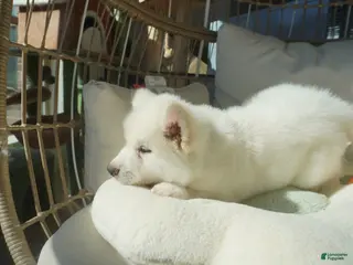 Alaskan Malamute dogs Coconut - Ad 9