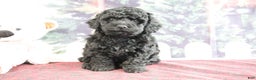 Mini Goldendoodle dogs for sale: Valerina - Ad 2