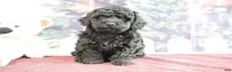 Mini Goldendoodle dogs for sale: Valerina - Ad 2