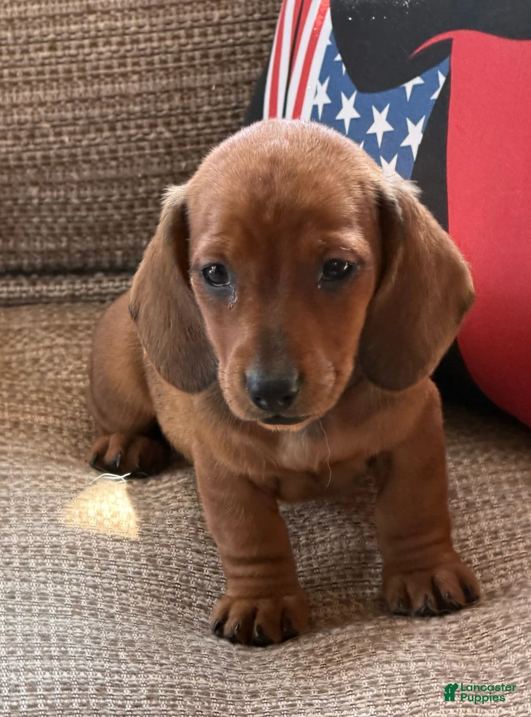 Miniature Dachshund dogs for sale: Reba - Ad 2