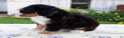 Bernese Mountain Dog dogs for sale: Suzy - Ad 4