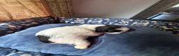 Shih Tzu dogs for sale: Shih Tzu 5 - Ad 3