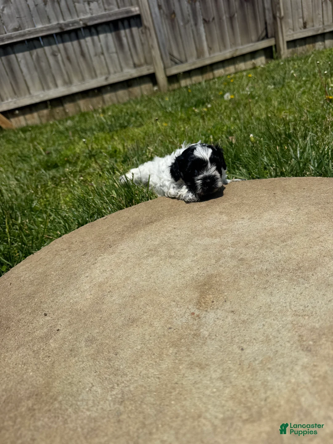 Teddy Bear dogs for sale: Teddy Bear black - Ad 1