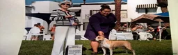 American Staffordshire Terrier dogs for sale: American Staffordshire Terrier 2 - Ad 41