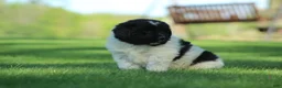 Newfoundland dogs for sale: Charlie  - Ad 3
