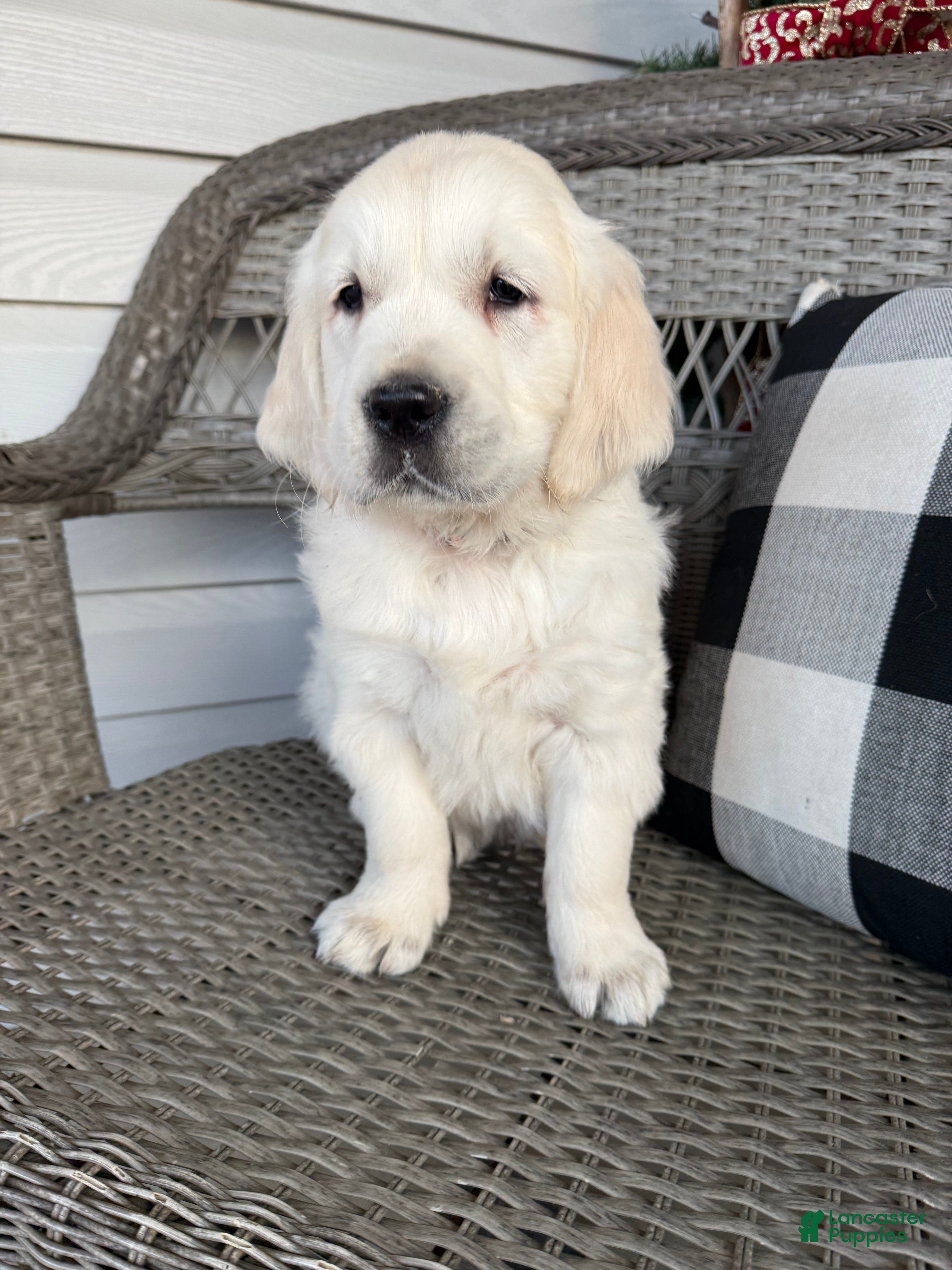 Golden Retriever dogs Oscar  - Ad 2