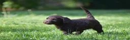 Portuguese Water Dog dogs for sale: Madelyn - Ad 7