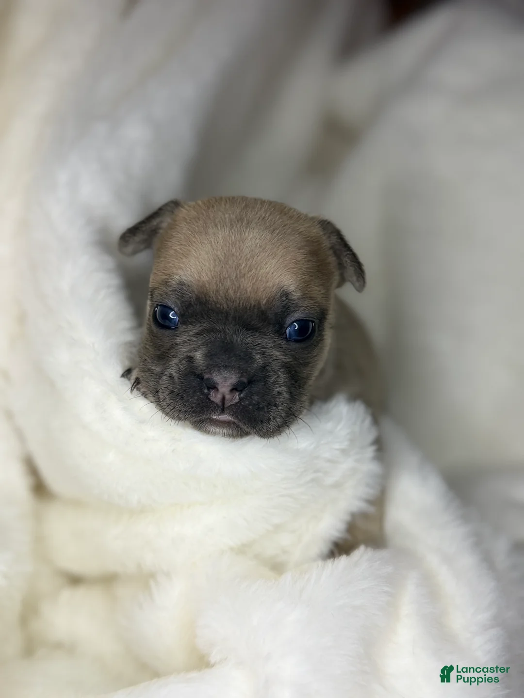 French Bulldog dogs for sale: French Bulldog 3 - Ad 2