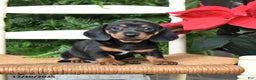 Miniature Dachshund dogs for sale: Dancer - Ad 4