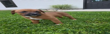 Mixed Breed Puppy 8