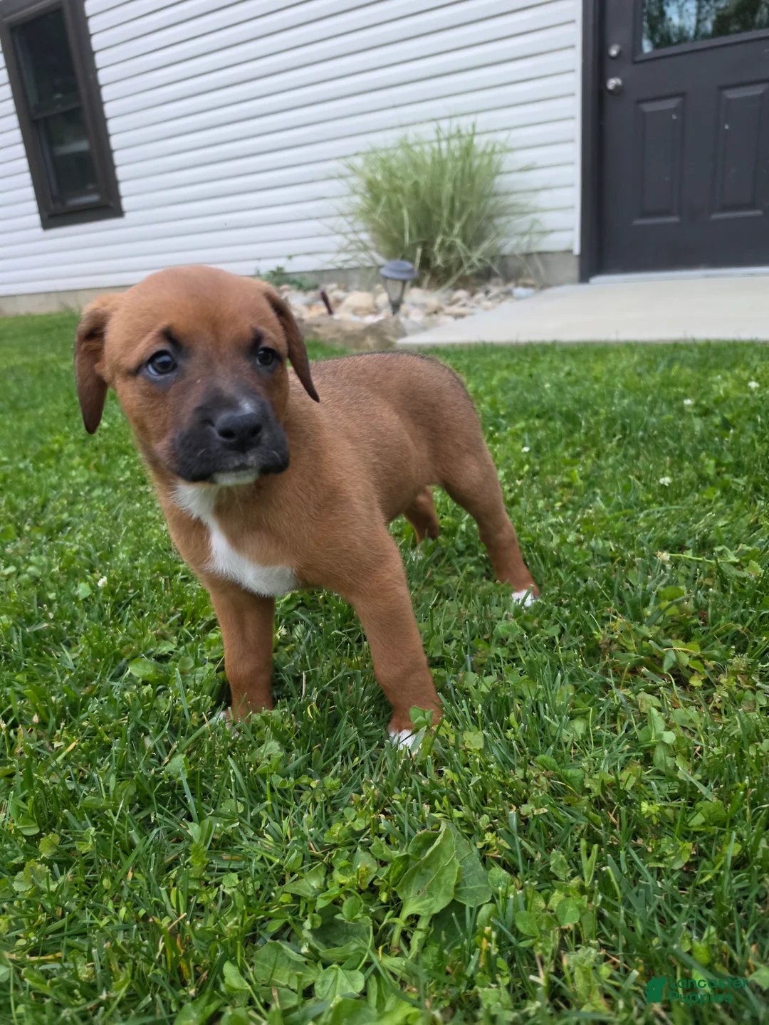 Mixed Breed dogs for sale: Mixed Breed Puppy 8 - Ad 1