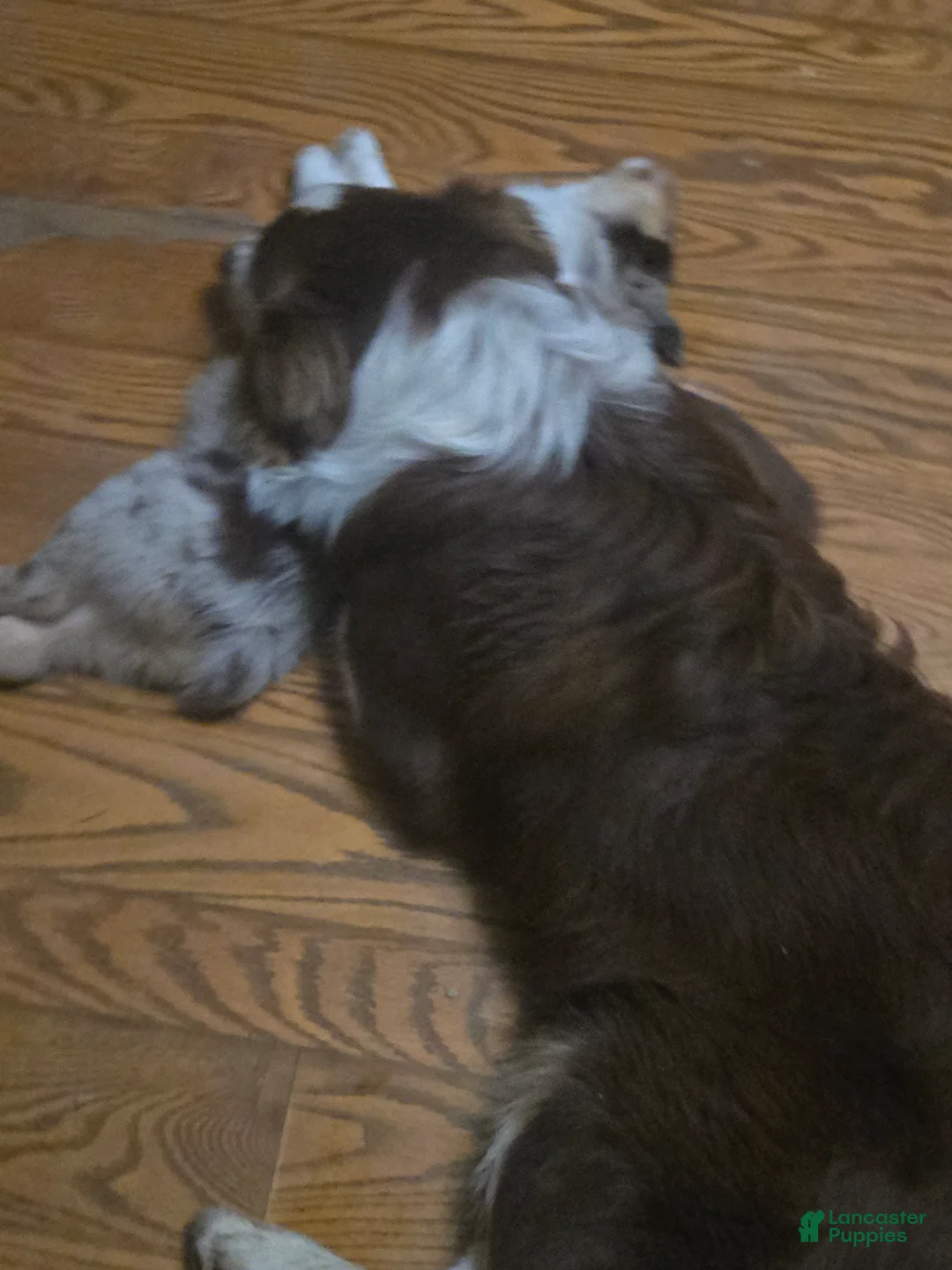 Australian Shepherd dogs for sale: Clifford - Australian Shepherd Puppy 1 - Ad 11