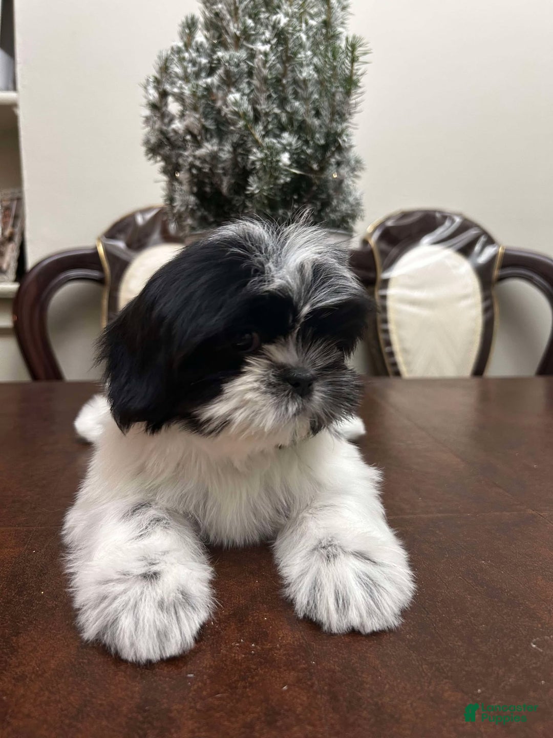 Shih Tzu dogs for sale: May - Ad 1