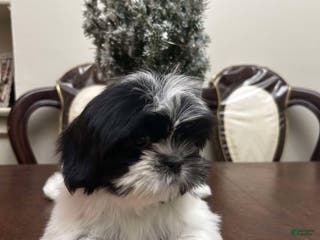 Shih Tzu dogs May - Ad 42