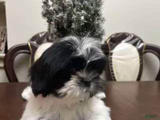Shih Tzu dogs May - Ad 16