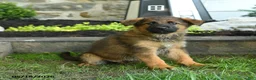 German Shepherd dogs for sale: Barry - Ad 3