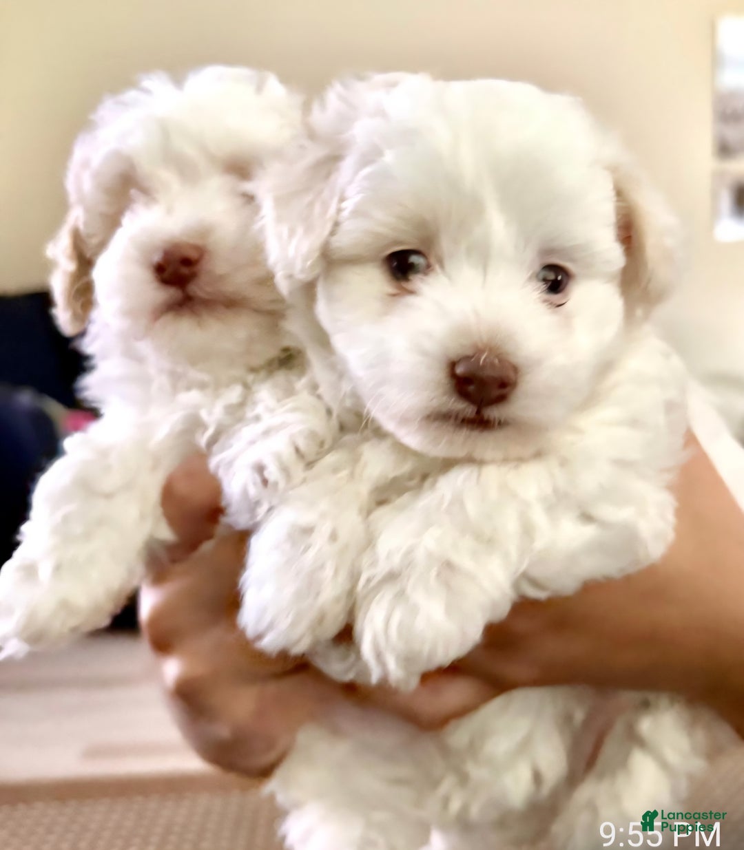 Maltipoo dogs for sale: Maltipoo Puppy 2 - Ad 1