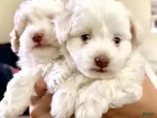 Maltipoo dogs Maltipoo Puppy 2 - Ad 16