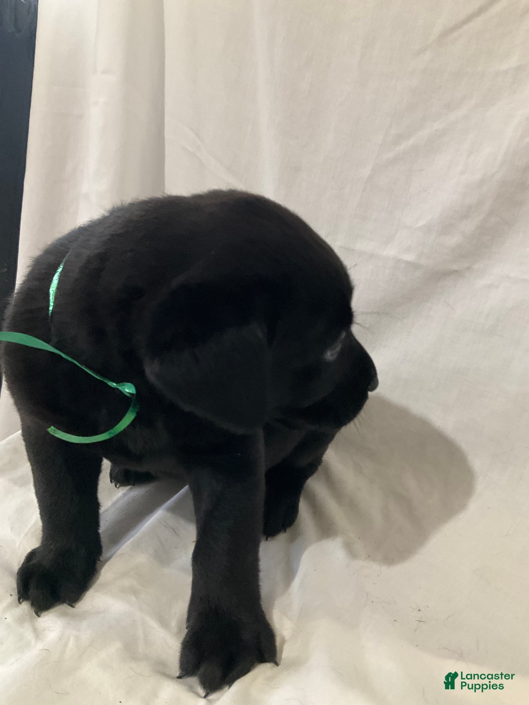 Labrador Retriever dogs for sale: Silas - Ad 5