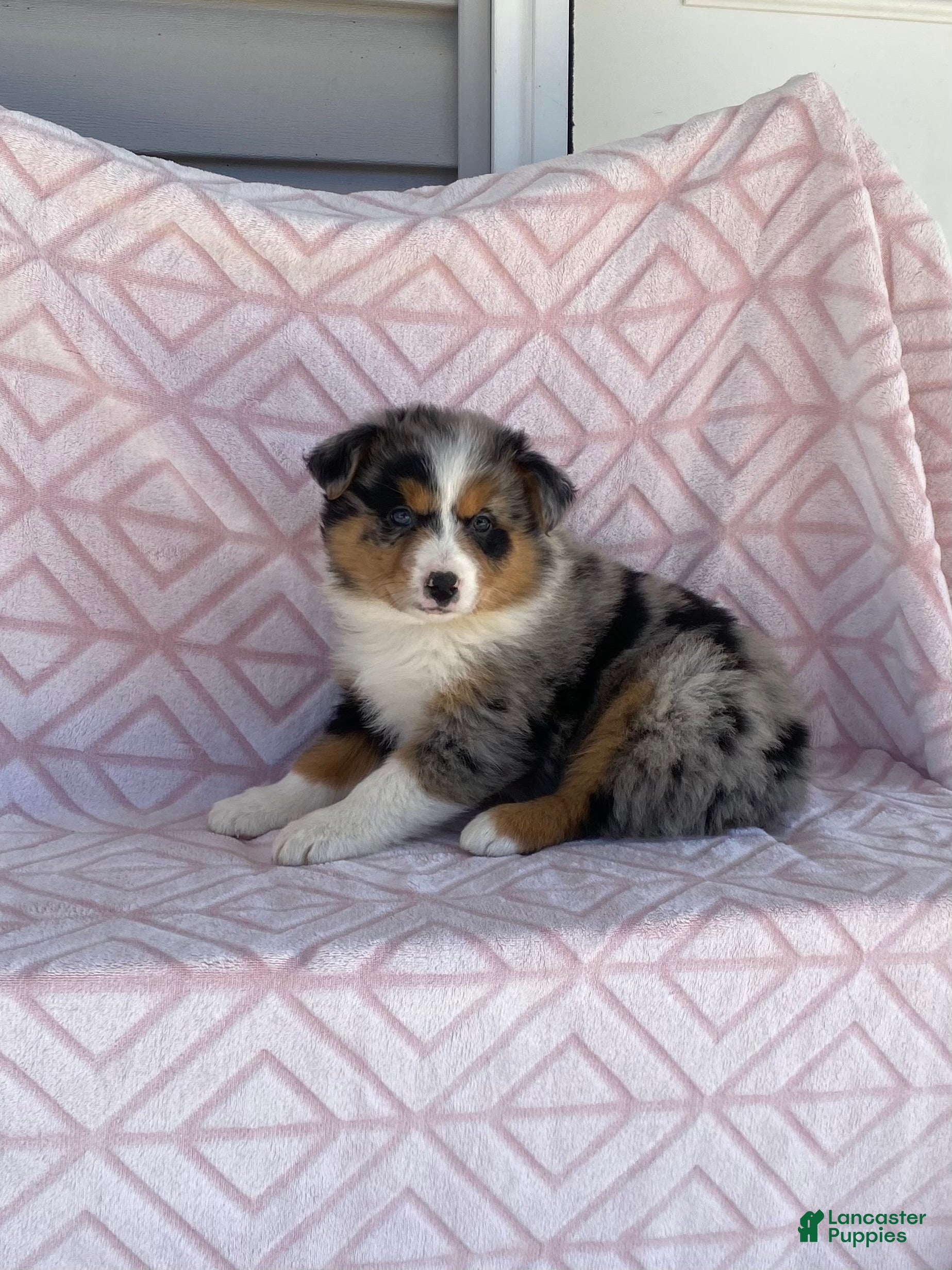 Australian Shepherd dogs Australian Shepherd Puppy 2 - Ad 1